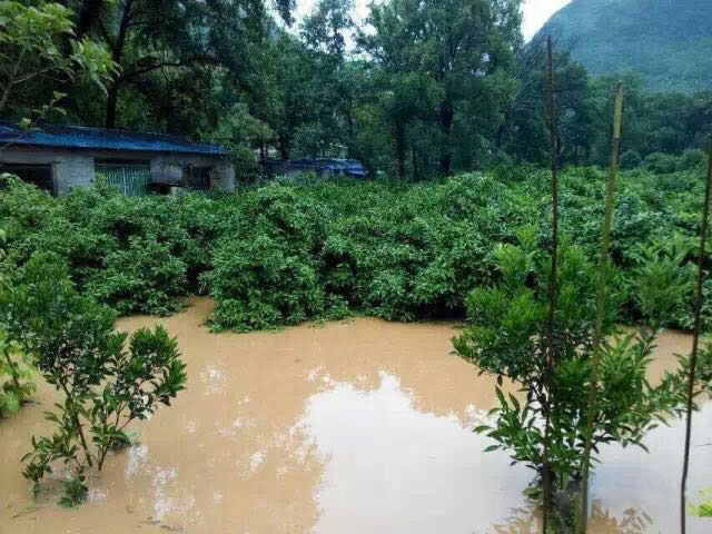 水災(zāi)后柑橘樹如何護理？